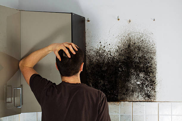 Best Local Mold Removal Service  in St Robert, MO