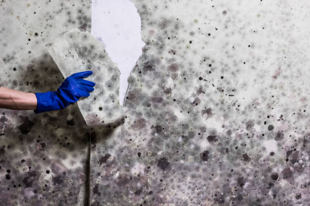 Best Mold Removal Process  in St Robert, MO