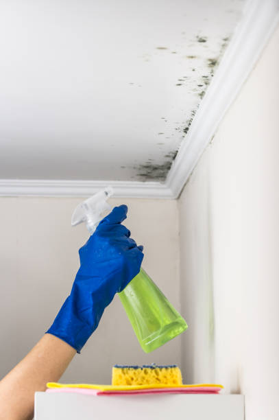 Home Mold Removal in St Robert, MO